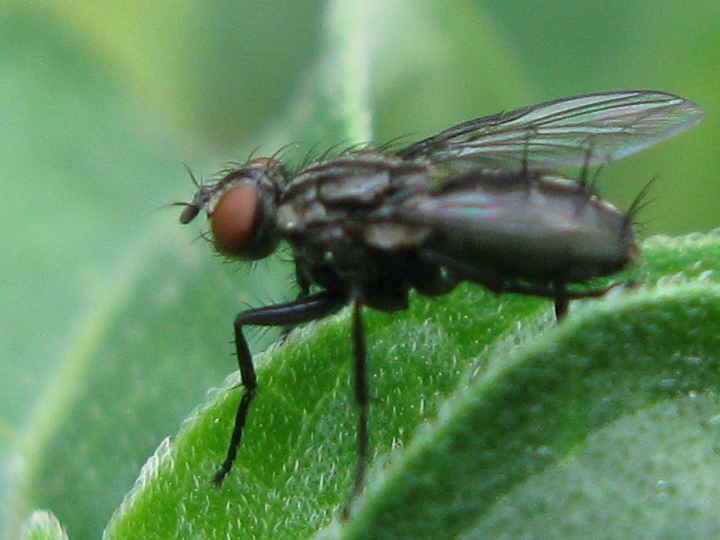 Tachinidae